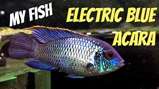 Electric Blue Acara Andinoacara pulcher  My Fish [upl. by Htrap]