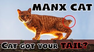 MANX CAT  The pawfect cat breed for bobtail lovers [upl. by Aitret258]