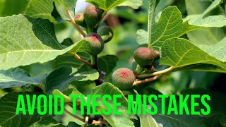 Growing Fig Trees Avoid These 11 SeasonEnding Mistakes [upl. by Annayi113]