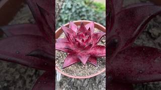 Echeveria agavoides Romeo Rubin 🔥 [upl. by Mailli242]