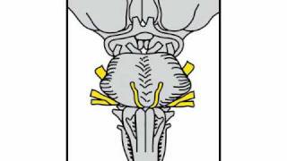 Neurologic Exam Cranial Nerves Anatomy  Pontine Level [upl. by Zeena193]