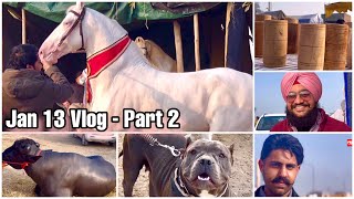 Muktsar Horse Fair Jan 13 2024 Vlog Part 2 मुक्तसर घोडा मंडी [upl. by Mure675]