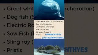 Cartilaginous Fish and Bony Fish Examples Chondrichthyes vs Osteichthyes [upl. by Halika620]