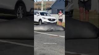 Neil the Seal strikes pose to delight of Tasmanian locals [upl. by Repotsirhc]