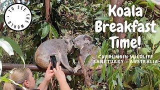 CURRUMBIN WILDLIFE SANCTUARY  AUSTRALIA UP CLOSE amp PERSONAL WITH KOALAS  Breakfast time [upl. by Fernando]