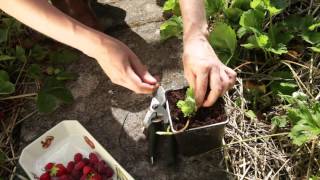 How to propagate strawberry plants [upl. by Ellmyer529]