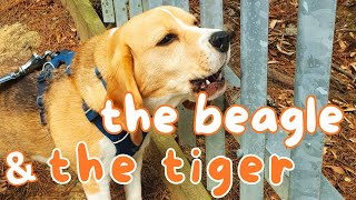 Cute Beagle Barking amp Howling as Tiger Roars [upl. by Cilka]