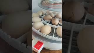 Exciting news We are hatching 22 RARE Ayam Cemani eggs [upl. by Donall]