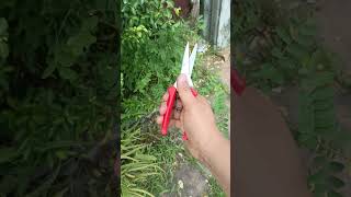 Garden Scissors Grafting Tool Fruit Trees [upl. by Nodnyl]