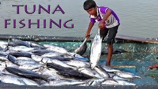 टूना मछली पकड़ना  TUNA Fish Fishing with boat  Gaint Tuna Fishing had Rich omega3 fatty acids [upl. by Demodena]