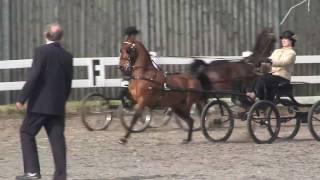 Hackney ponies warming up at Patchetts 2010 [upl. by Kylstra]