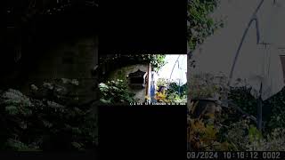 BLACKBIRD amp ROBIN NO Fools and Horses birds asmr sparrow nature animals birdfeeder [upl. by Sumedocin]