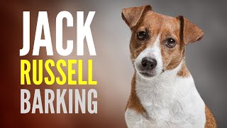 Jack Russell Terrier Barking Sound Effect JRT Bark SFX to Get Dogs Attention [upl. by Kcajyllib]