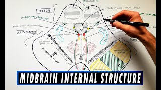 Midbrain  Cross section  Internal structure  Neuroanatomy Tutorial [upl. by Ninon958]