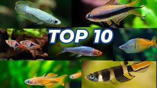 Best Schooling Fish For Your Freshwater Aquarium [upl. by Deden]