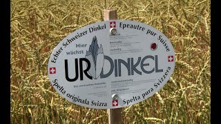 25 Jahre IG Dinkel [upl. by Sana]