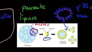 lipid digestion [upl. by Tenahs824]