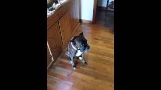 Wiggle Wiggle Boxer Dog [upl. by Enillebyam]