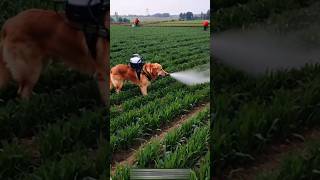 Amazing dog spray in fields 😱😱😱youtubeshorts shortsviral dog [upl. by Asertal]