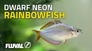 Species Spotlight  Dwarf Neon Rainbowfish [upl. by Neelik]