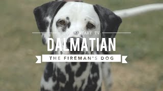 ALL ABOUT DALMATIANS THE FIREHOUSE DOG [upl. by Malvina]