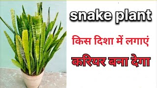 how to snake plant ☘️ [upl. by Otrebide]