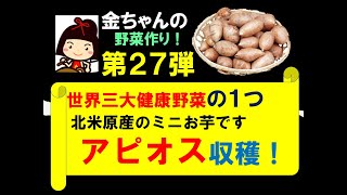 アピオス 世界三大健康野菜 菊芋 ヤーコン 第27弾 アピオスの収穫 [upl. by Johppa]