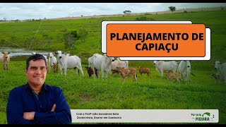 Planejamento de capiaçu para gado de corte [upl. by Tade461]