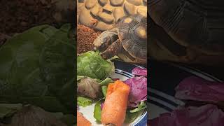 Vegas the redfoot tortoise trying brussel sprout for the first time [upl. by Naened362]