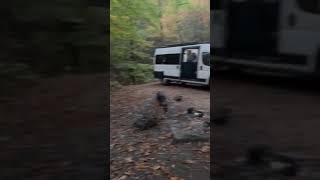 Video of George Washington National Forest off 812 VA from SJ W [upl. by Hauck]