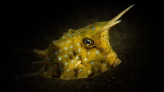 Facts The Longhorn Cowfish [upl. by Pepi]