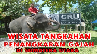 WISATA TANGKAHAN  PENANGKARAN GAJAH DI LANGKAT SUMATERA UTARA [upl. by Leunamesoj]