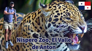 Nispero Zoo en el Valle de Anton Panama [upl. by Avruch434]