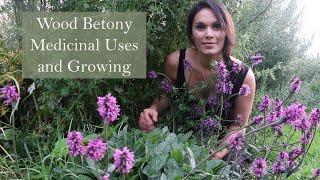 Medicinal Uses of Wood Betony Stachys betonica [upl. by Chura]