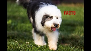 Sheepadoodle Facts Puppies and Full Grown Dogs [upl. by Aliuqa257]