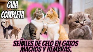 Señales del Celo en Gatos Diferencias Clave entre Machos y Hembras Revealed 🐾❤️ 🐈❤️🐈‍⬛ [upl. by Tillie]