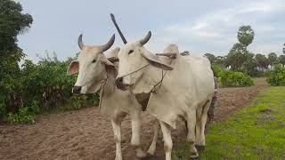 Video of cows plowing the land of farmers in 2024 [upl. by Ecad]