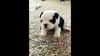 Puppy Loveee [upl. by Enutrof]