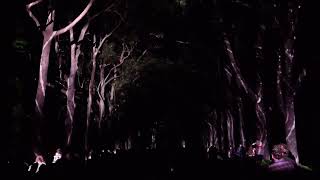 06 10 2024 Western Australia Perth  Kings Park  Light Show  Part 2 [upl. by Mini]