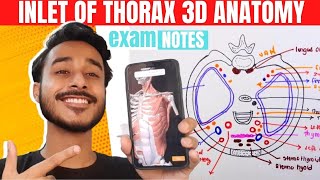 Thoracic Inlet Anatomy 3D  Inlets of thorax anatomy  Superior Thoracic Aperture Anatomy [upl. by Ueihtam84]