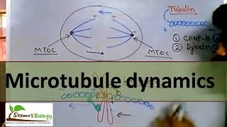 Microtubule polymerization trade milling and function [upl. by Cece]