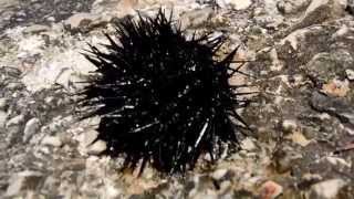 Jeżowiec Chorwacja  Sea urchin Croatia Echinoidea Full HD [upl. by Wellesley]