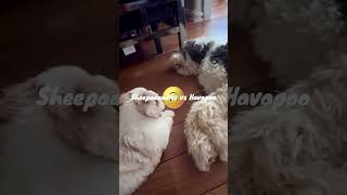 Sheepadoodle vs Havapoo 😂🐾🥳sheepadoodle doggoalsforever doodlelove sweetbabies [upl. by Peednama]