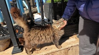 Fluffy tabby cat with emerald green eyes is so cute and friendly [upl. by Elletsirk]