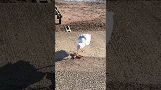 Watch a seagull eat a starfish on Teignmouth Beach in Devon UK [upl. by Antonia]