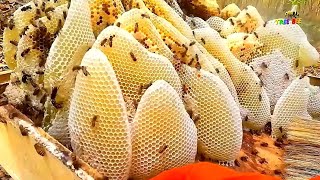 Pure Nature Wild Honey Tree Bee Yummy ASMR Honeycombs 40 [upl. by Vezza]