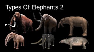 Types Of Elephants 2 [upl. by Ajiak]