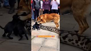 Brave doge🐕vs rock python⚕️ fight 💪🏻trending fight shorts youtubeshorts shortvideo [upl. by Amaty]