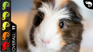 Guinea Pig The Best Pet Mammal [upl. by Christiano]