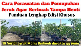 Cara Merawat Pohon Jeruk di Pot Agar Berbuah Terus Menerus  Panduan Lengkap [upl. by Flodur]